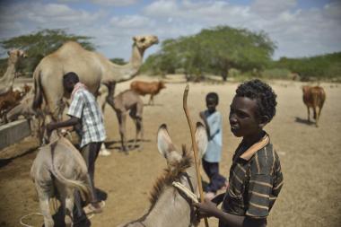 Three people among livestock in drylands, a child in foreground holding a donkey by a lead