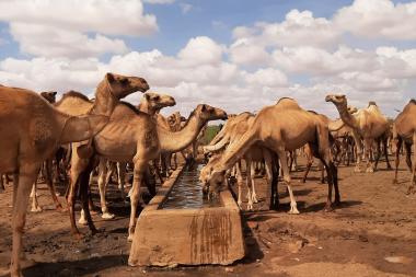 Camels drink from a trough under white clouds and blue sky