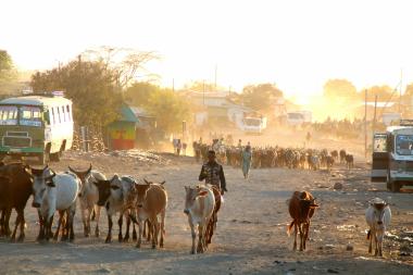 A man walks towards the camera in a dusty urban street while herding some cows