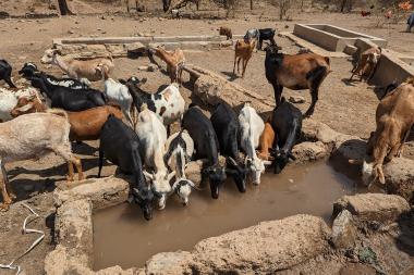 Several goats drink from a trough