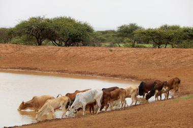Herd of cattle drink from a water hole in Somalia. Image by Voyage New Media, shutterstock