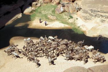 Huge herds of camels drink from the permanent water source at Guelta d'Archei in the Ennedi Mountains of northeastern Chad - Image by David Stanley - CC BY 2.0