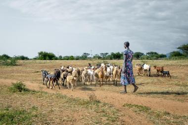 Livestock keeper in Turkana, Kenya. Credit: Elphas Ngugi / Supporting Pastoralism and Agriculture in Recurrent and Protracted Crises (SPARC)