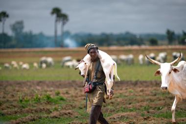 Livestock migration in Ganawuri, Plateau State, Nigeria. Credit: Elphas Ngugi/SPARC