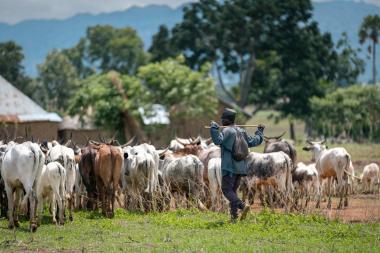 A pastoralist moves his livestock through Ganawuri town, Nigeria. Credit: Elphas Ngugi/SPARC
