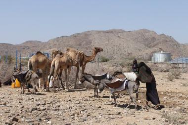 People in an arid environment transporting water on the backs of camels and donkeys