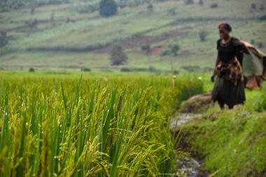  A woman stoops over a lush green field of rice with hills blurred in the background