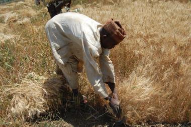 SARD-SC Wheat improvement (Kano, Nigeria). Credit: ICARDA/ CC BY-NC-ND 2.0