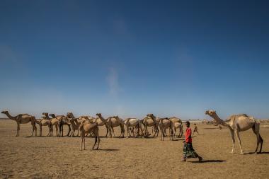 Herder with camels in Danaan - Shinile, Somali regional state, Ethiopia - Image by Mulugeta Ayene / UNICEF Ethiopia - CC BY-NC-ND 2.0