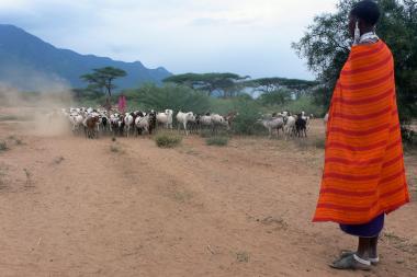 Young boy herding cows