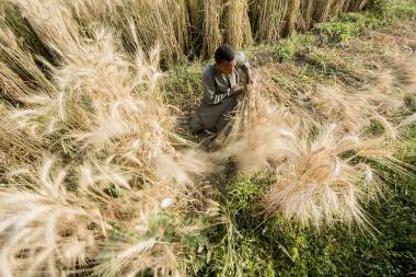A young local farmer harvests his wheat crop near Luxor, Egypt - Image by Mina Guli - CC BY-NC-ND 2.0