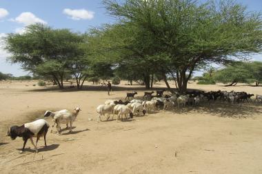 Cattle in Lodwar, Kenya - Image by Rob Hope/ REACH - CC BY 2.0