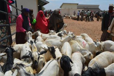 CLI-MARK works with livestock farmers’ and pastoralists’ in Kenya - Image by CLI-MARK Kenya - CC BY-SA 2.0 DEED
