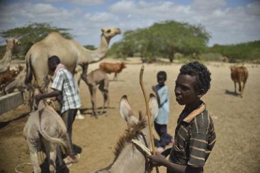 Local community members tend to their livestock in Lower Shabelle, Somalia.