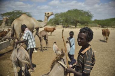 Pastoralists tend to their livestock in Lower Shabelle, Somalia - Image by Tobin Jones/ AMISOM / Public domain