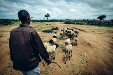 Pastoralist herding his livestock in Ethiopia, May 2016. Credit: S. Sheridan/Mercy Corps