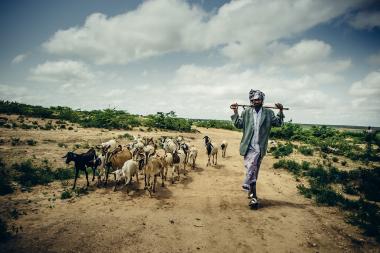 A man walks down a path, leading his herd of goats
