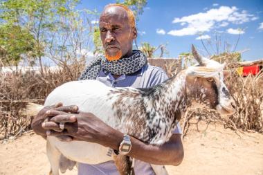 A patoralist in Ethiopia carries a goat - Image by E Millstein / Mercy Corps
