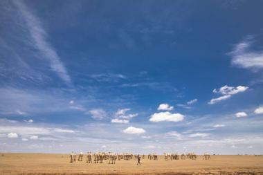 Camel herder and camels under a wide blue sky