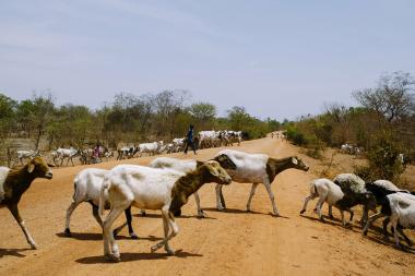 Out to pasture - Herders guide their cattle back to the pasture, Zorro village, Bukina Faso - Image by by Ollivier Girard CIFOR -CC BY-NC-ND 2.0 DEED