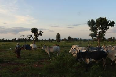 Gombe pastoralist woman collects firewood next to herd of cows