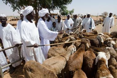 Scenes from Al Nnuhoud Livestock Market, North Kordofan – Image by Salahaldeen Nadir / World Bank