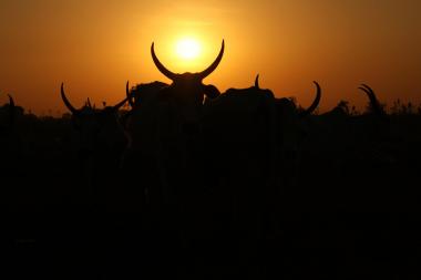 Sunrise in a cattle ranch in Kaduna State, Nigeria
