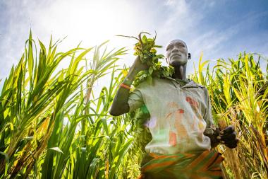 Kodet Abraham harvests fodder that he has grown for his livestock, Karamoja, Uganda, 2021. Image by Ezra Millstein / Mercy Corps