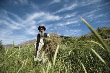 Wheat harvest in Panjshir Valley, Afghanistan - image by Alex Treadway / ICIMOD - CC-BY-NC-2.0-DEED
